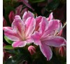 Азалия японская Кермесина Роз  (Kermesine Rose) С2, 2,5года